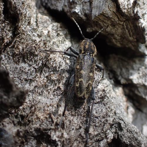 Réf. 323 783 : Xylotrechus rusticus